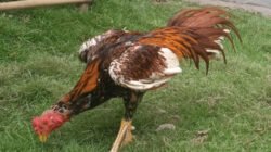 Ayam Bangkok muda. (Foto: Zainul Hasan - ZONA INDONESIA)