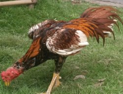 Tips Beternak Ayam Bangkok Bagi Pemula
