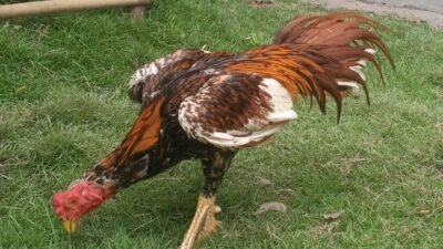 Tips Beternak Ayam Bangkok Bagi Pemula