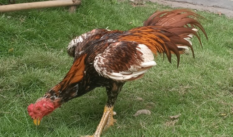Ayam Bangkok muda. (Foto: Zainul Hasan - ZONA INDONESIA)
