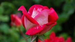 gambar: Pixabay.com