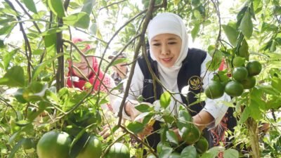 Hasil Produksi Kebun Buah Organik di Jember Laris Manis di Eropa