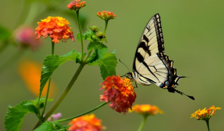 Mengapa Kau Petik Apel itu, Bunga?