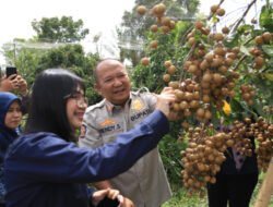 Kelengkeng Jemsu Sekelas Kelengkeng Thailand, Saatnya Petani Banting Setir