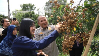 Bupati Jember Hendy Siwanto, saat meninjau kebun Kelengkeng Jemsu di Desa/Kecamatan Semboro. (Foto: Diskominfo Jember - ZONA INDONESIA)