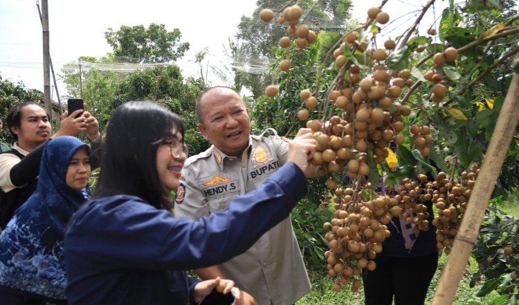 Bupati Jember Hendy Siwanto, saat meninjau kebun Kelengkeng Jemsu di Desa/Kecamatan Semboro. (Foto: Diskominfo Jember - ZONA INDONESIA)