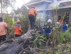 Pohon Asam Tumbang di Jalan Pantura Situbondo, Korban Nihil