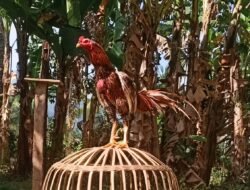 Jangan Beternak Ayam Bangkok! Bikin Rugi, Ini Alasannya