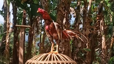 Ayam Bangkok