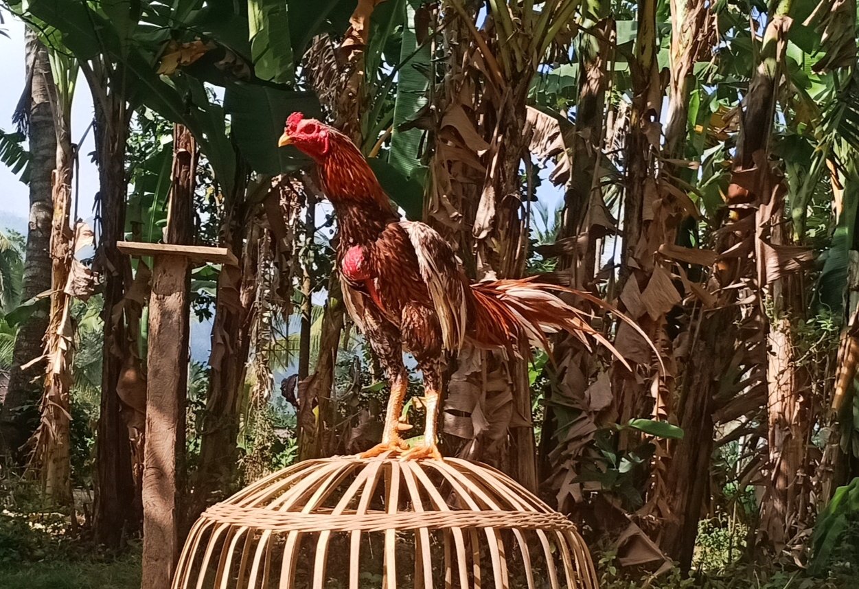 Ayam Bangkok