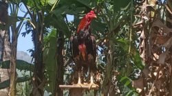 Ayam Bangkok rawatan
