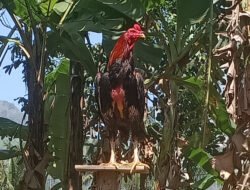 Inilah Pakan yang Tepat untuk Ayam Bangkok, Nomor 3 Sering Diabaikan