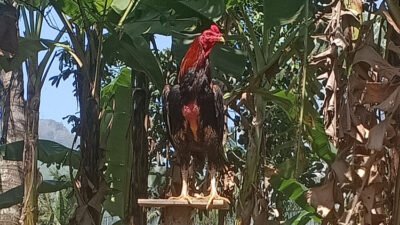 Inilah Pakan yang Tepat untuk Ayam Bangkok, Nomor 3 Sering Diabaikan