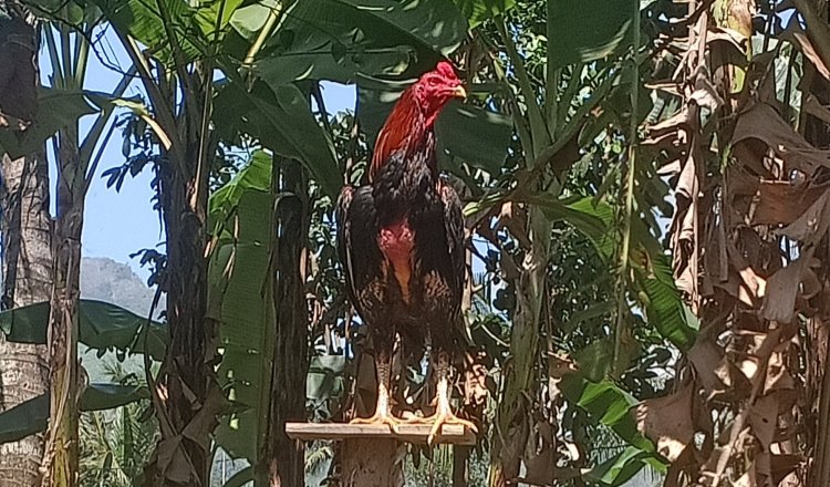 Ayam Bangkok rawatan