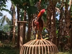 Tips Mengatasi Ayam Lumpuh, Dijamin Ayam Anda Akan Sembuh dalam Sekejap