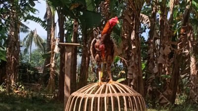 Tips Mengatasi Ayam Lumpuh, Dijamin Ayam Anda Akan Sembuh dalam Sekejap