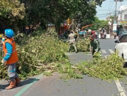 Jelang Musim Hujan, BPBD Jember Rempes Pohon Rindang