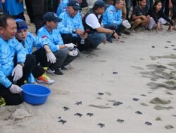 Bupati Jember Lepas Penyu Hijau di Pantai Papuma