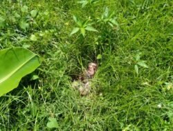 Jember Geger Lagi, Mayat Bayi Terbungkus Plastik Ditemukan Membusuk di Pojokan Perumahan