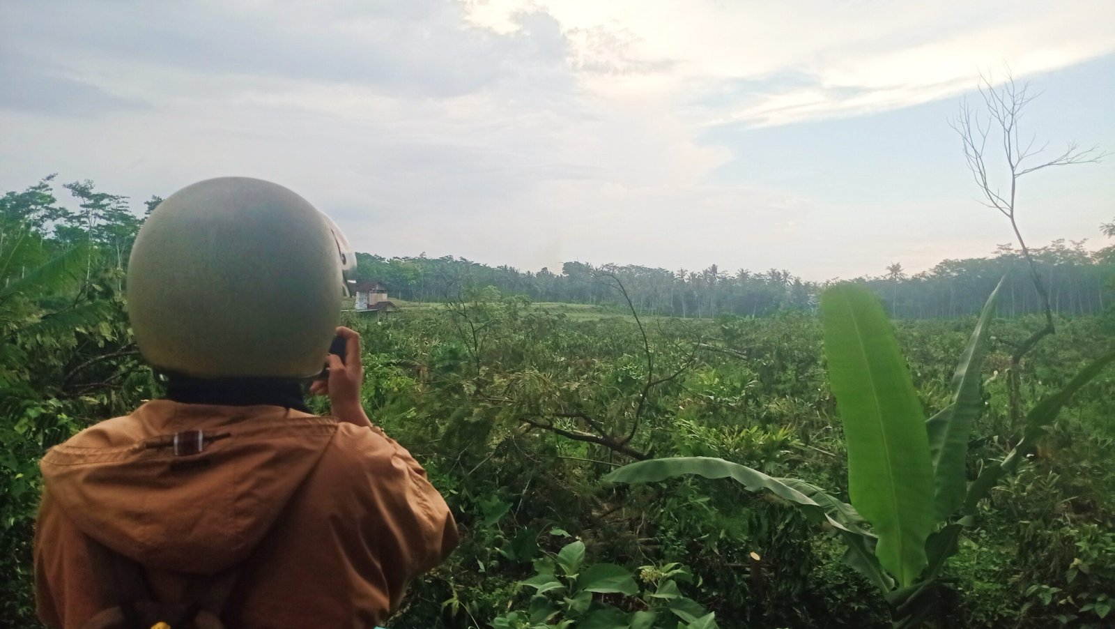 Inilah pohon Kopi Robusta Milo Pace yang telah ditebang dan bakal diselamatkan oleh Kepala Dinas TPHP Jember. (Foto: Teamwork)