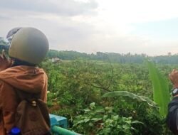 Pernah Dibanggakan Sebagai Ikon Jember, Kopi Robusta Milo Pace Kini Tinggal Nama