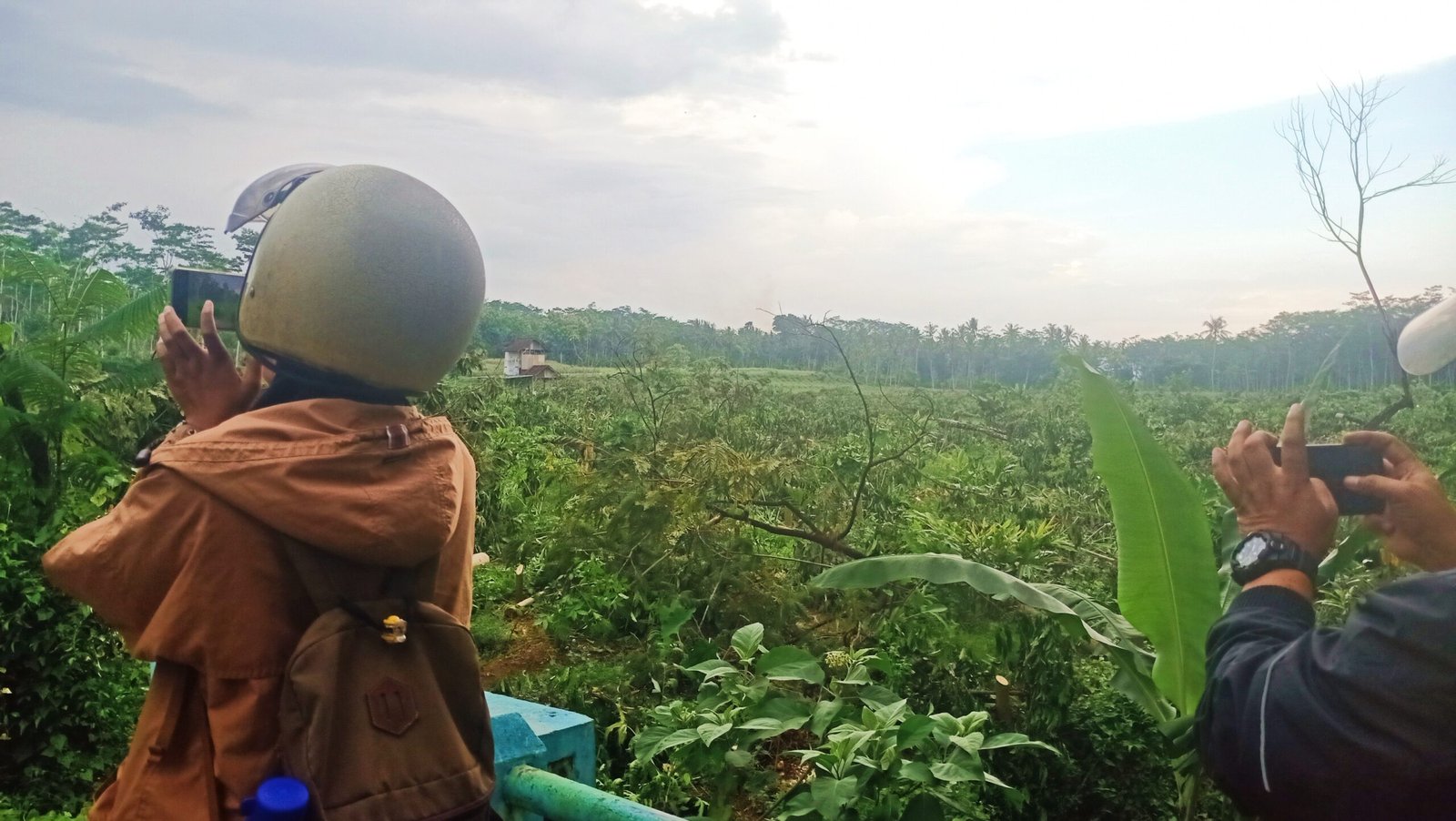 Pohon Kopi Robusta Milo Pace usai ditebang. (Foto: Teamwork)