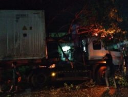 Di Situbondo, Pohon Trembesi Tumbang Terserempet Truk Kontainer