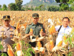 Tuban Panen Jagung, Per Hektar Tembus 7 Ton