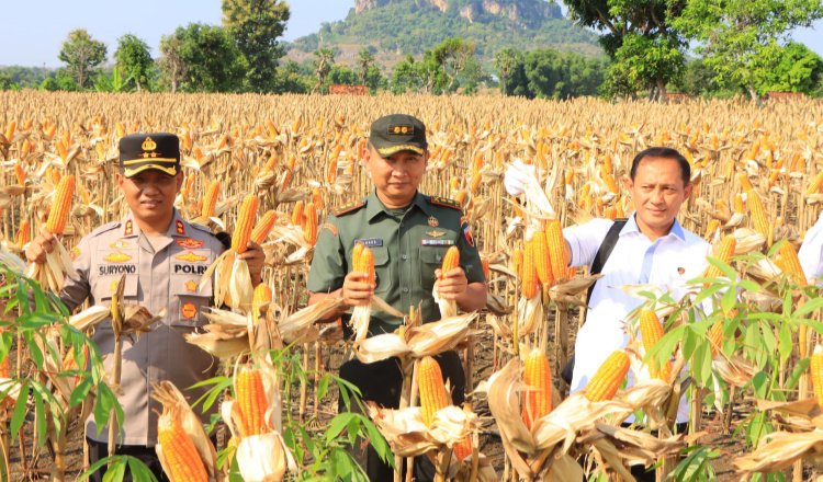 Dirjen Tanaman Pangan Kementan menunjukkan buah jagung di Tuban., Selasa (19/3/2024). (Foto: Istimewa)