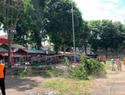 BPBD Jember Pangkas Pohon Rindang di Jalan Raya Alun-Alun Kencong
