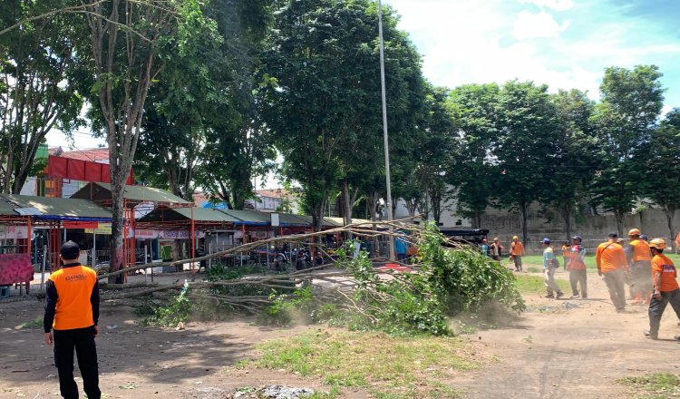 BPBD Jember memangkas pohon rindang di kawasan Alun-alun Kencong. (Foto: Media Center Pusdalops BPBD Jember)