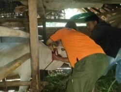 Cara Licik Jagal di Jember: Warga Ditakut-takuti Agar Mau Jual Sapinya dengan Harga Murah