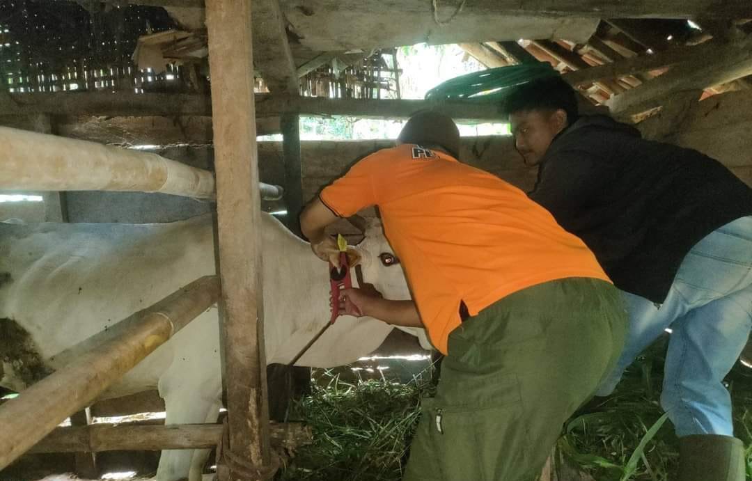 Tim Puskesmas Bangsalsari memeriksa sapi milik para peternak, Sabtu (23/3/2024). (Foto: Istimewa)