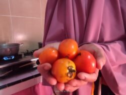 Usai Idulfitri, Harga Tomat di Jember Tembus Rp40 Ribu