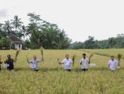 Tanaman Padi di Jember Tumbuh Subur dengan Pupuk Organik