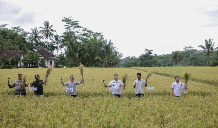 Bupati Jember memanen tanaman padi yang dipupuk dengan pupuk organik. (Foto: Diskominfo Jember)