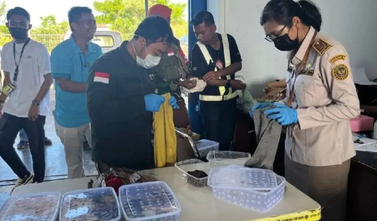 Petugas atuan Pelayanan Bandar Udara Mopah, mengamankan 190 reptil selundupan. (Foto: tribatanews)