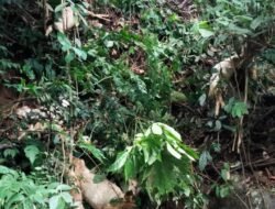 18 Ekor Kambing Etawa Ditemukan Mati di Sungai Gumitir Jember