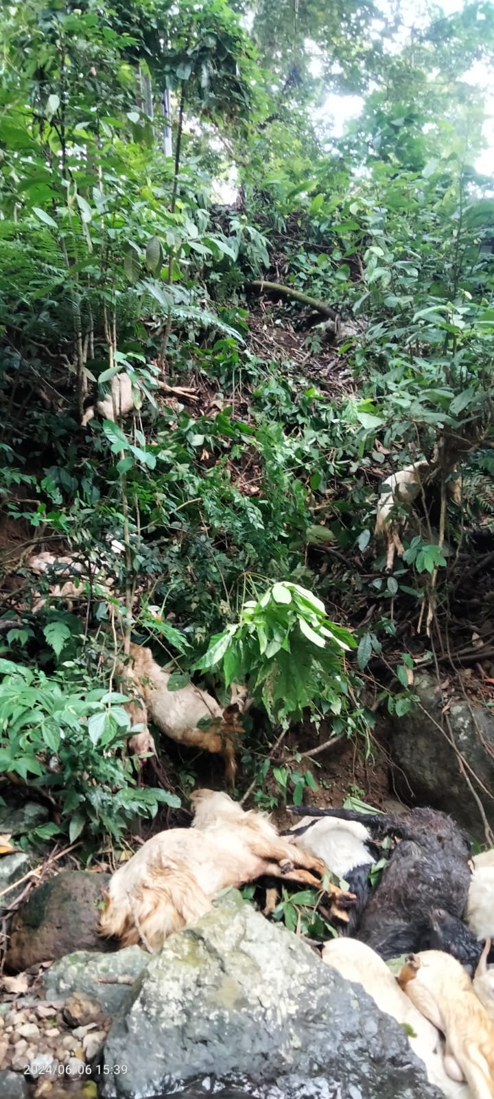 Kambing Etawa saat ditemukan meninggal. (Foto: Teamwork)