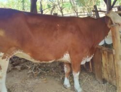 Aksi Dramatis Polsek Wongsorejo Gagalkan Pencurian Sapi Jelang Idul Adha
