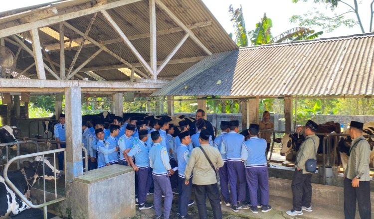 Siswa SMP Insan Terpadu Probolinggo mengunjungi rumah susu dan sapi di KUD Argopuro Krucil. (Foto: Abdus Syakur)
