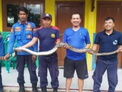 Ular Python 4 Meter di Jember Sumbat Saluran Air Rumah Warga