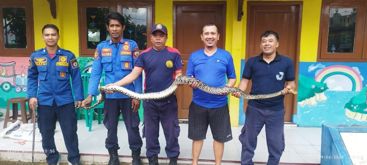 Petugas Damkar Jember berhasil mengevakuasi ular python. (Foto: Teamwork)