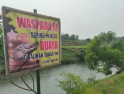 Muncul Buaya Muara di Sungai Santer Jember, Warga Diimbau Waspada