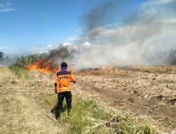 Lahan Tebu Milik PTPN XI PG Asembagus Situbondo Terbakar