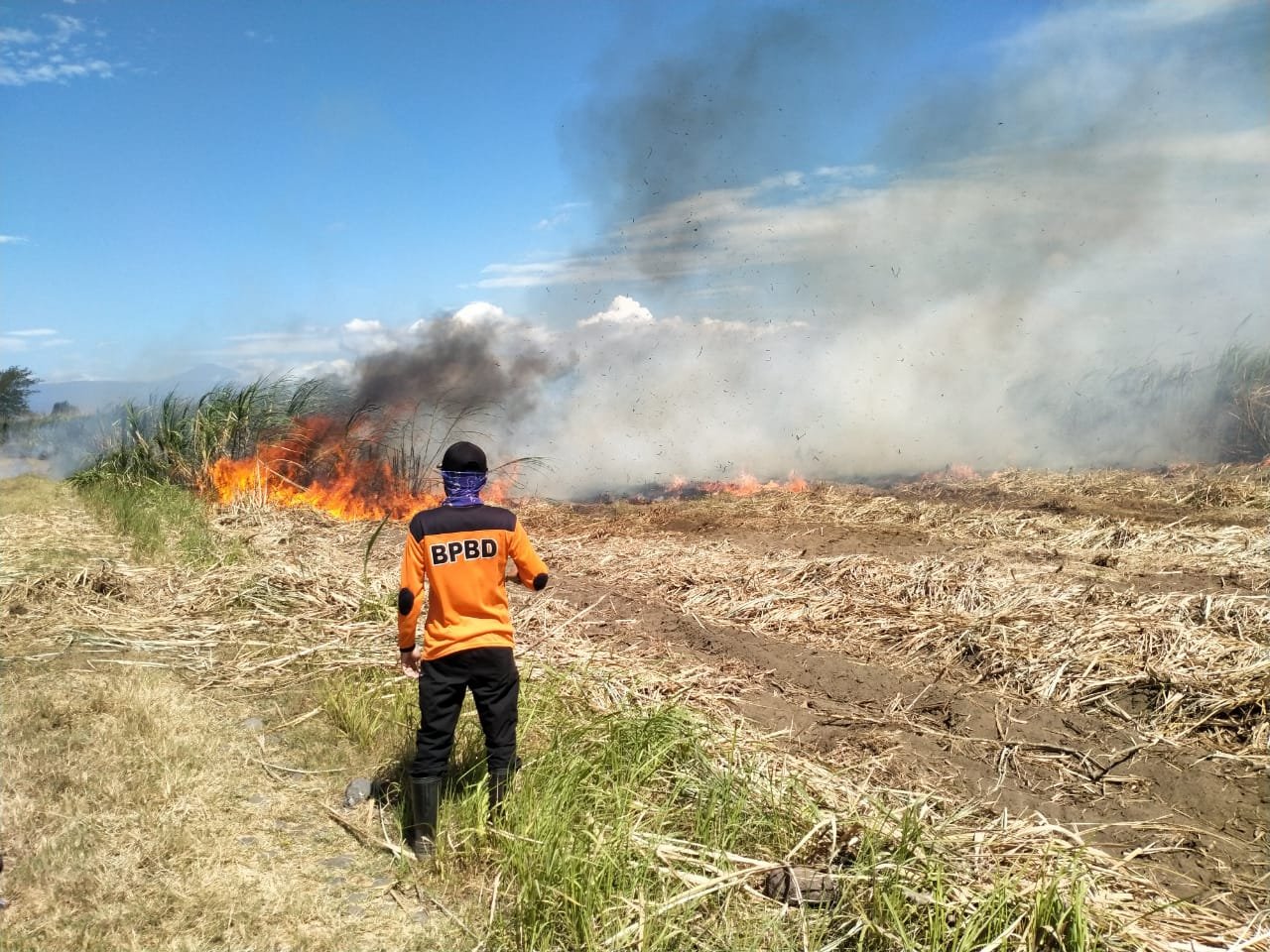 Lahan tebu milik PTPN XI PG Asembagus saat terbakar. (Foto: Pusdalops BPBD Situbondo)