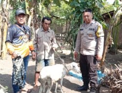 Misteri Kambing Berbungkus Sarung di Pesisir Paseban: Warga Geger, Polisi Turun Tangan