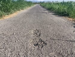 Baru Beberapa Bulan Dibangun, Aspal Lapen Senilai Rp155 Juta di Mrawan Jember Mulai Rusak