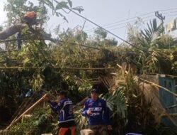 Pohon Tumbang Timpa Rumah Warga, Baret Rescue NasDem Jember Bantu Evakuasi