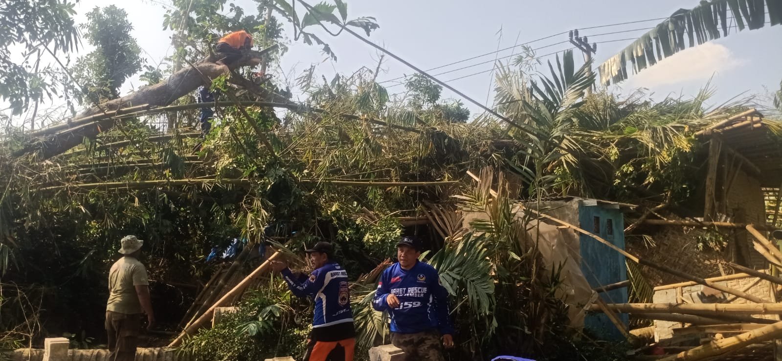 Tim Baret Rescue NasDem Jember melakukan evaluasi pohon tumbang. (Foto: Zainul Hasan)